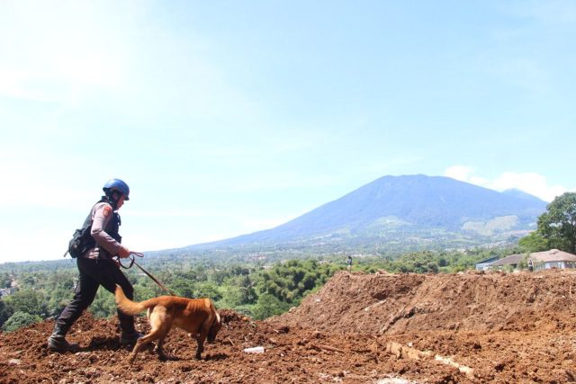 Anjing Pelacak Cari Jenazah yang Tertimpa Longsong di Desa Cugenang