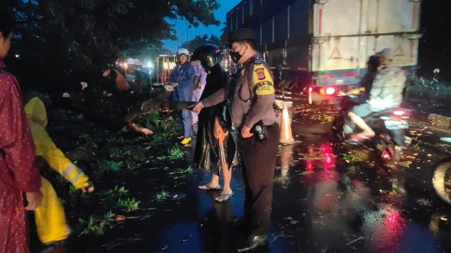 Polri Beserta BPBD Evakuasi Pohon Tumbang yang Sempat Tutup Akses Lalu Lintas di Desa Pilangsari
