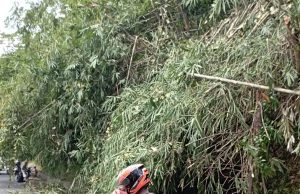 Agar Pengendara Aman dan Lancar, Polisi Potong Pohon Bambu yang Menjulur Ke Jalan
