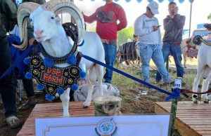 Kontes Ternak Domba Tingkat Jabar: Domba Asal Kota Bandung Raih 2 Gelar Juara