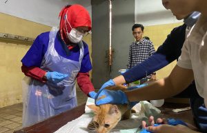 Dari Kucing sampai Monyet, Semua Ikut Vaksin di WRD 2023