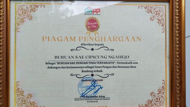 Buruan Sae RW 01 Kelurahan Kebongedang Punya 110 Jenis Toga