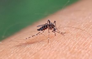 Kasus Meningkat, Ini Perbedaan Gejala DBD Dulu dan Sekarang