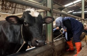 Ini Strategi DKPP Perkuat Ketahanan Pangan dan Kendalikan PMK