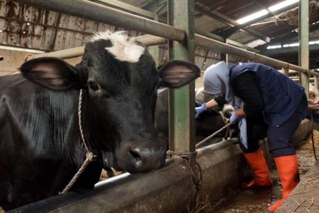 Ini Strategi DKPP Perkuat Ketahanan Pangan dan Kendalikan PMK