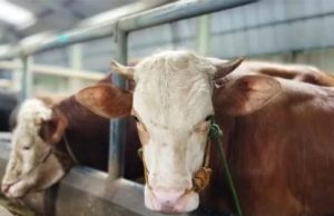 Jelang Iduladha, DKPP Kota Bandung Terjunkan 90 Petugas dan Manfaatkan Teknologi Periksa Hewan Kurban