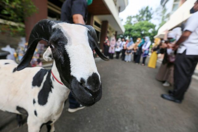 DKPP Komitmen Pastikan Keamanan Hewan Kurban di Kota Bandung