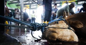 Pemotongan Kurban Lancar dan Sehat, Kesadaran Masyarakat Meningkat