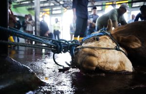 Pemotongan Kurban Lancar dan Sehat, Kesadaran Masyarakat Meningkat