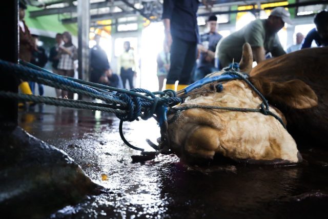 Pemotongan Kurban Lancar dan Sehat, Kesadaran Masyarakat Meningkat