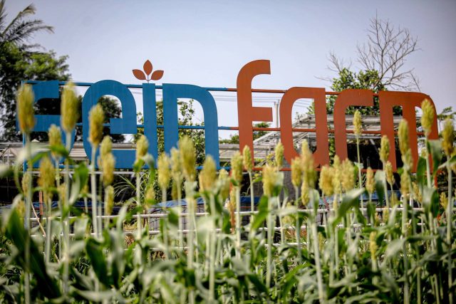 Kota Bandung Jadi Pusat Pengembangan Sorgum Nasional