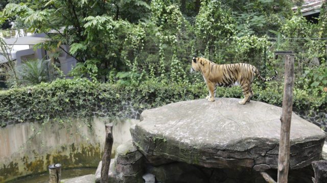 Dua Bayi Harimau Mati, Pemkot Evaluasi Tata Kelola Kebun Binatang Bandung